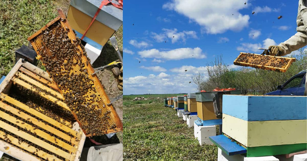 Healthy Bee Honey Hives