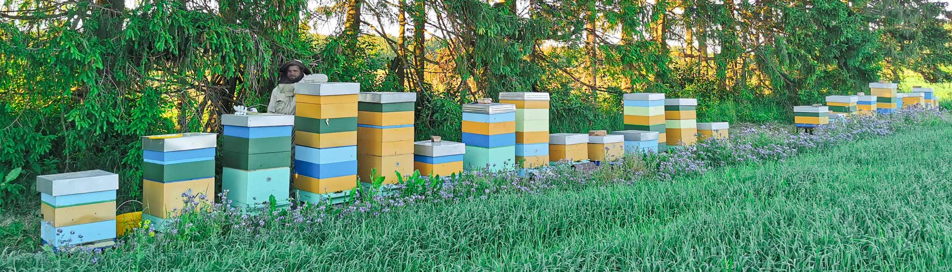 Healthy Bee Honey Apiary