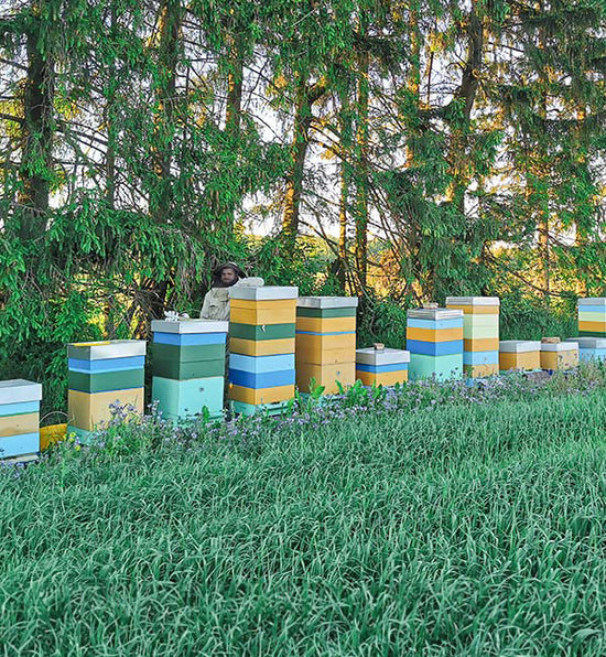 Healthy Bee Honey Beekeeper