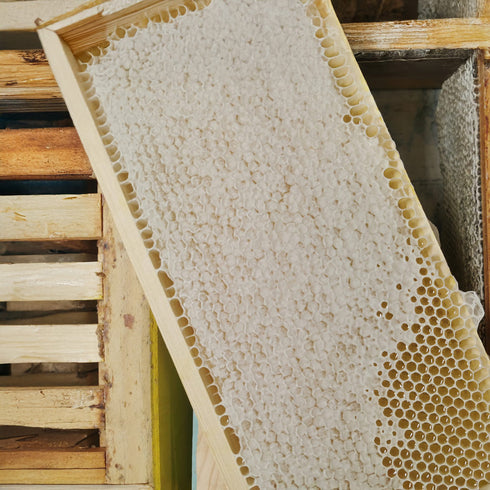 Whole Raw Honey Comb Frame