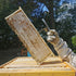 Whole Raw Honey Comb Frame