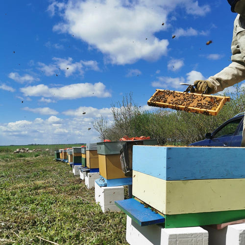 Healthy Bee Honey Hives and Combs Ireland
