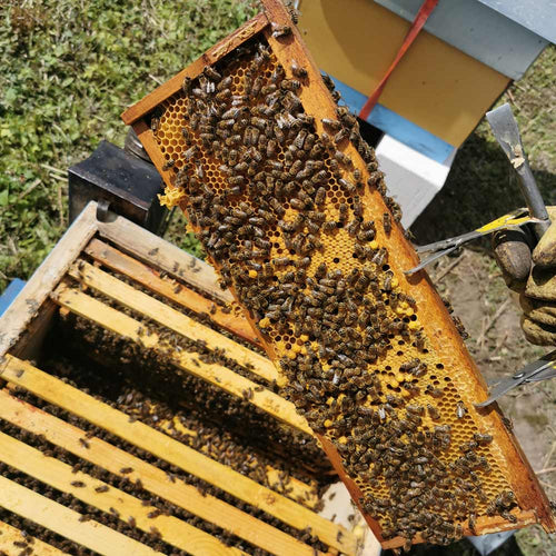 Healthy Bee Honey Ireland honeycomb with bees- Navan Co. Meath